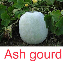 Load image into Gallery viewer, IPS001 - Ash Gourd -Hybrid-MAH 1- 10 Seeds
