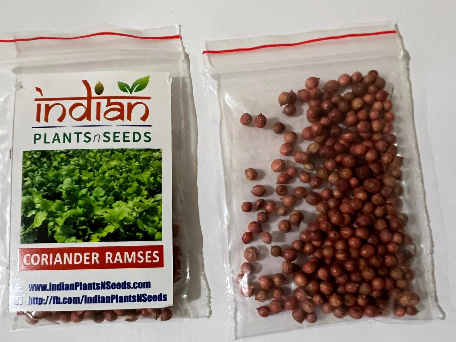 coriander seeds to grow plant IPS071 - Cilantro / Coriander Ramses