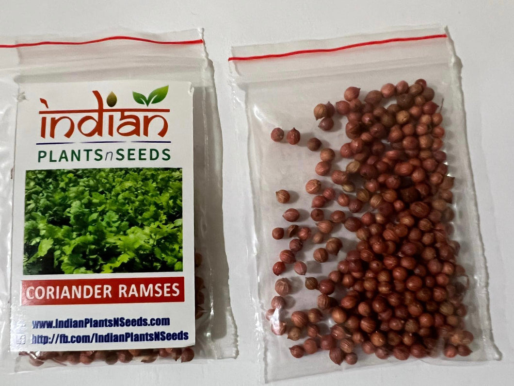 IPS071 - Coriander Ramses - Hybrid Seeds