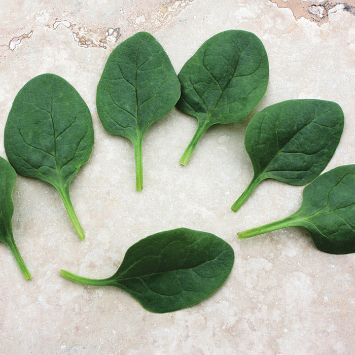 IPS058 - Spinach seeds