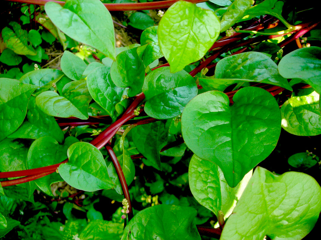 IPS057 - Malabar spinach (Red Stem) - 10 seeds