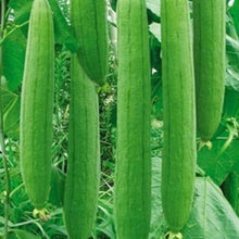 Load image into Gallery viewer, IPS048 - Sponge Gourd Seeds
